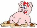 Sus scrofa domesticus