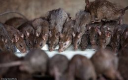 Anstendige Cecilia og de brune rottene