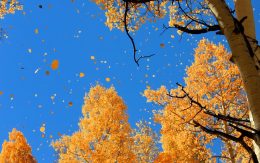 Europæerne vil miste det eneste sted på jorden, de kalder deres