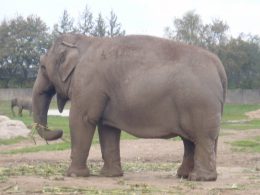 Aftenposten setter halen på elefanten