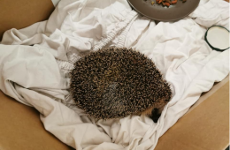 En sadisme overfor dyr knapt til å fatte