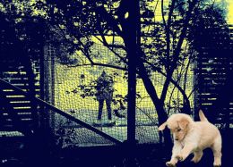 Bortkomne hunder – og bortkomne barn