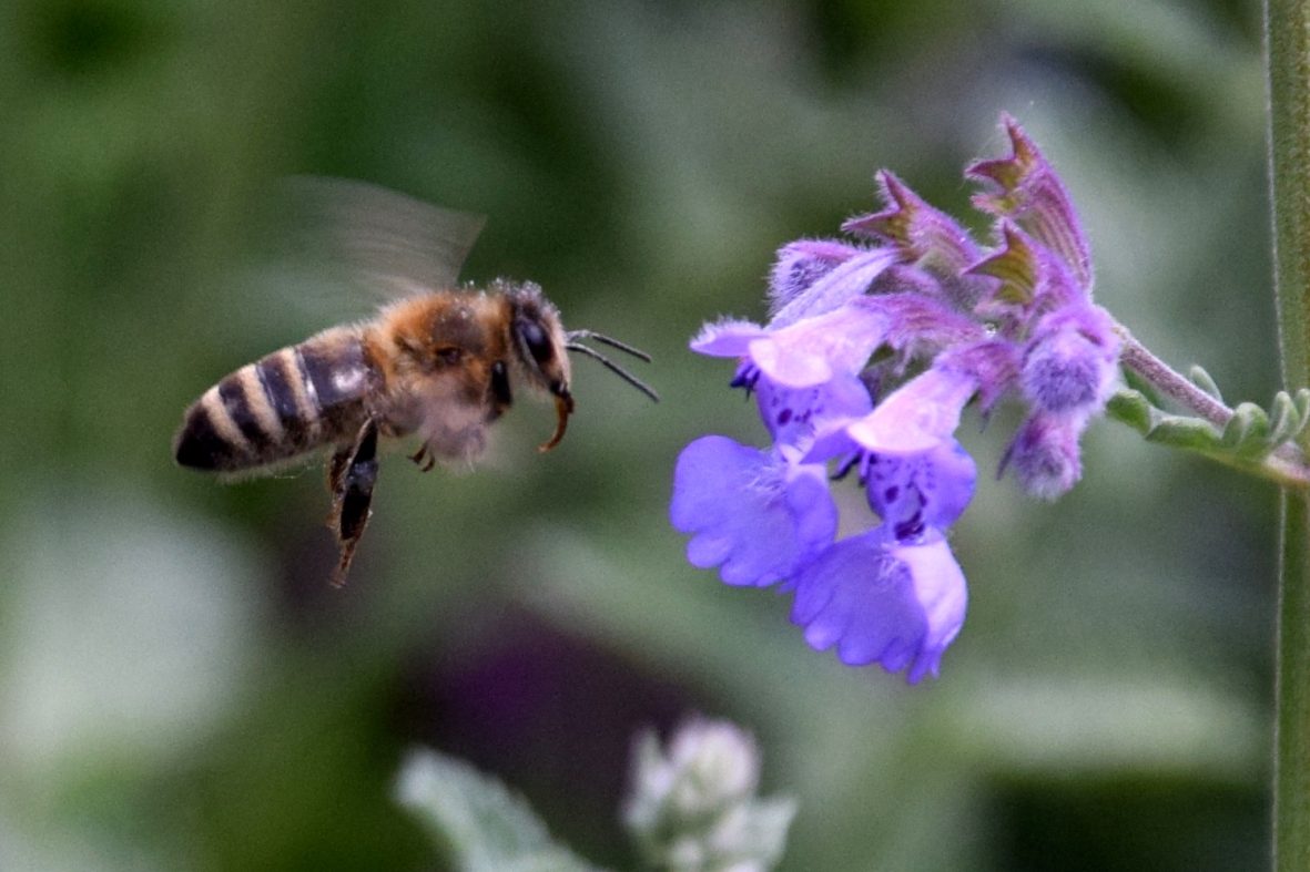 Frihetens økologi: Når polarisering blir pollinering